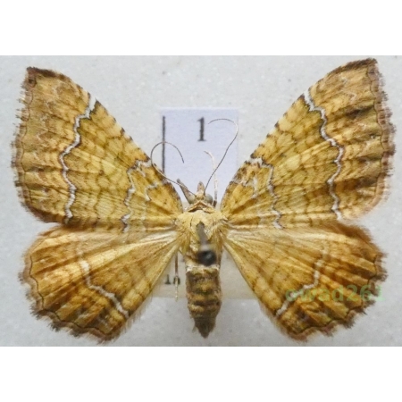 Camptogramma bilineata (Linnaeus, 1758) Czech1